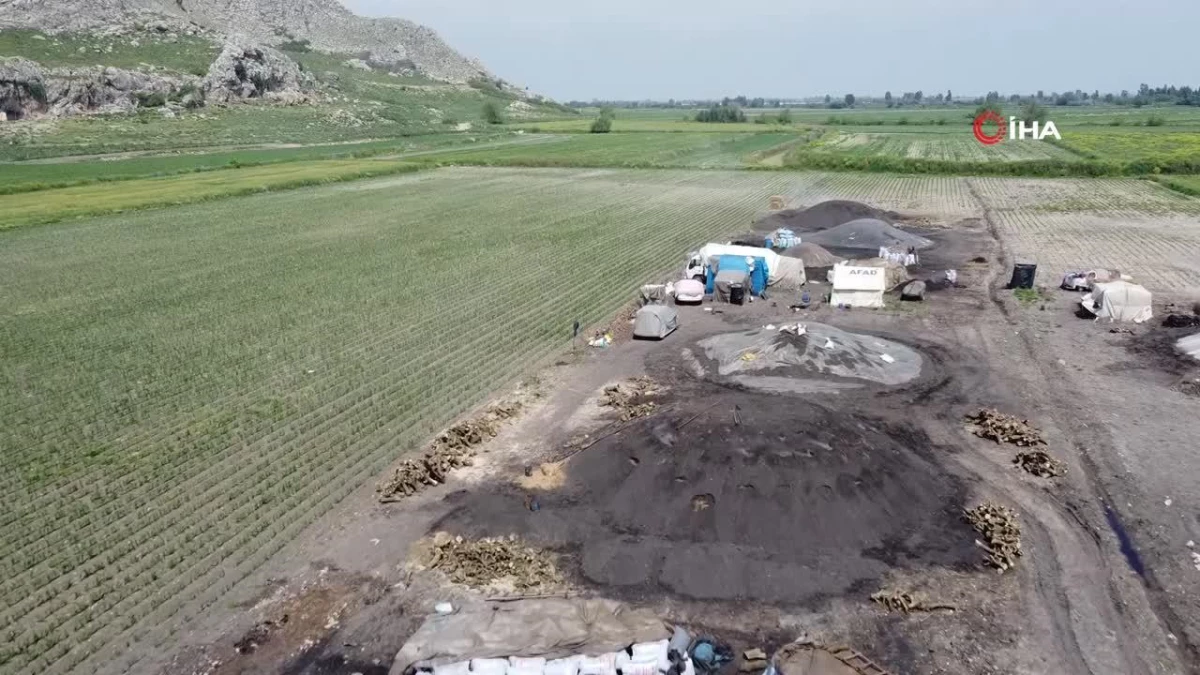 Çukurova sıcağında narenciye odunları mangal kömürüne dönüşüyor