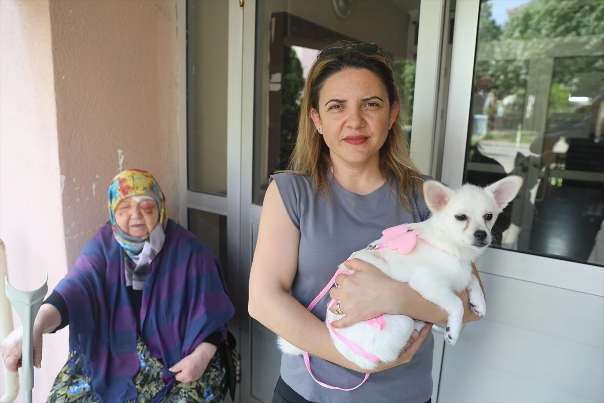 Edirne\'de sahipsiz köpeklerin saldırısında yaşlı kadın yaralandı