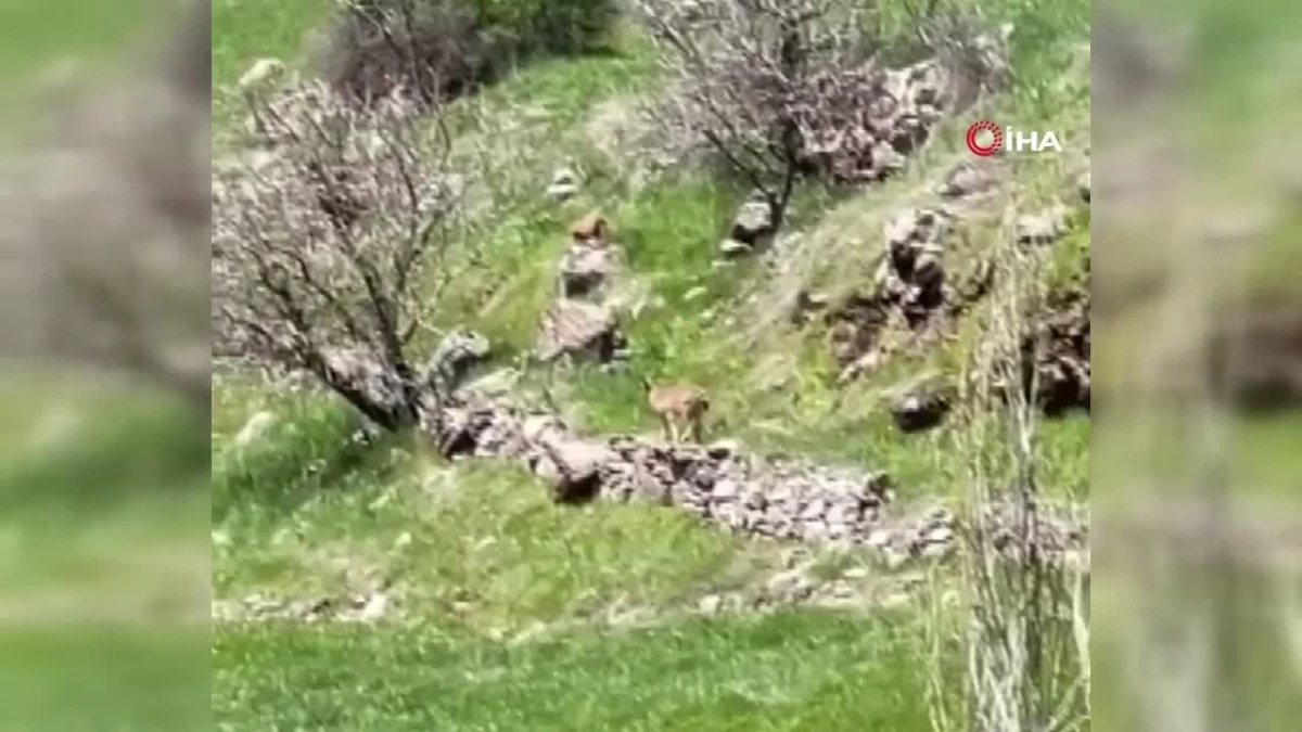 Elazığ\'da nesli tükenme tehlikesi altındaki dağ keçileri görüntülendi