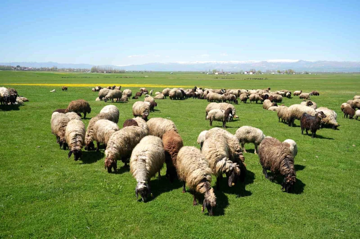 Muş\'ta besiciler 40 bin lira maaş vermelerine rağmen çoban bulamıyor