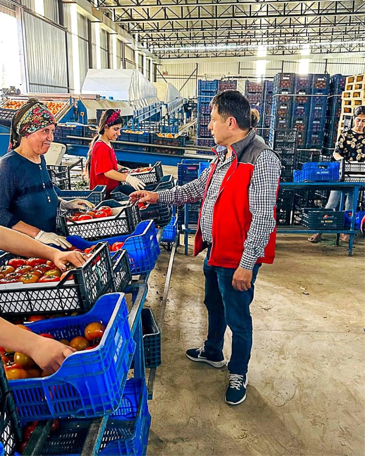Muğla\'dan Uluslararası Pazarlara Açılan Yerel Üretim Portakal ve Domatesler