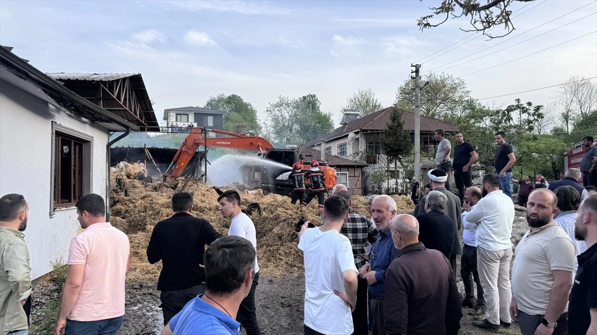 Sakarya\'da çıkan yangında çok sayıda büyükbaş hayvan telef oldu