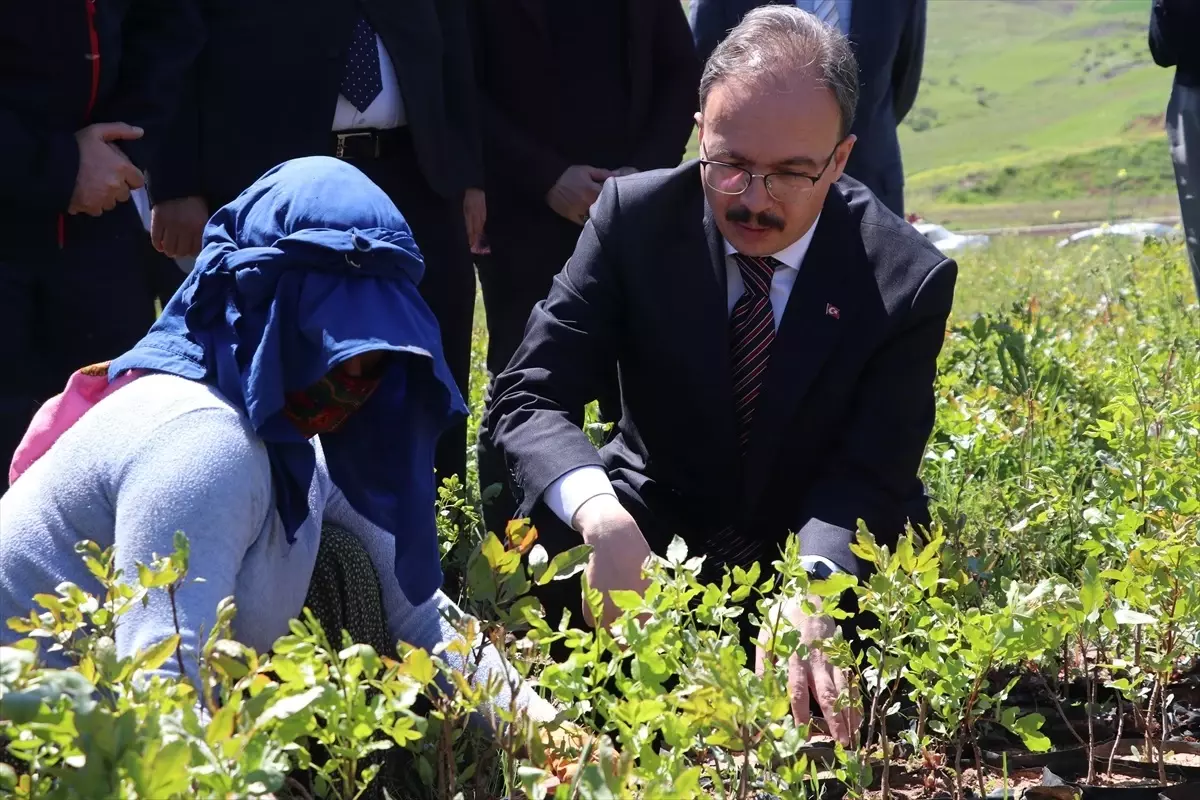 Siirt\'te üreticilere yüzde 75 hibeyle 125 bin fıstık fidanı dağıtıldı