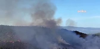 Boyabat'ta Orman Yangını: 5 Hektarlık Alan Zarar Gördü