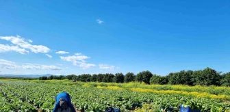 Tarım Ürünleri Üretici Fiyat Endeksi Mart Ayında Yüzde 61,87 Arttı