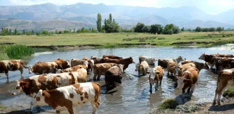 Erzincan'da Çoban Bulmakta Zorlanılıyor