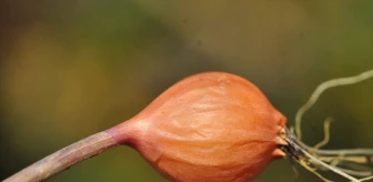 Alanya'da Yeni Bir Yabani Soğan Türü Keşfedildi