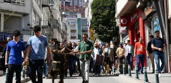 Artvin'de Turizm Haftası etkinlikleri kapsamında kortej yürüyüşü yapıldı