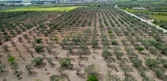 Manisa'da Zeytin Üreticileri Halkalı Lekeden Sorun Yaşıyor