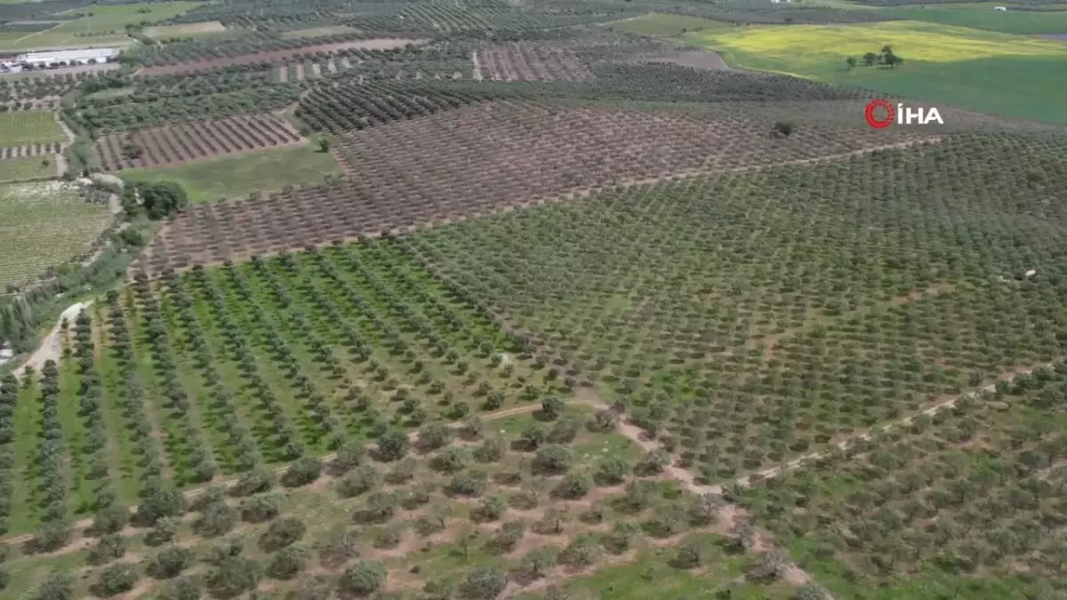 Aşırı yağış zeytini vurdu