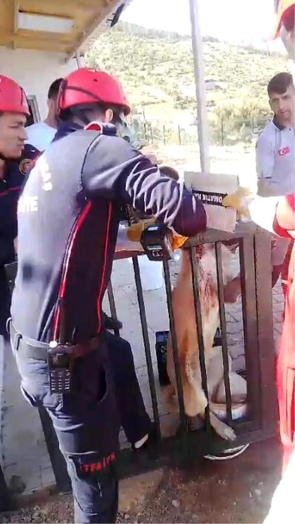 Kahramanmaraş\'ta Korkuluk Demiriyle Sıkışan Köpek İtfaiye Tarafından Kurtarıldı