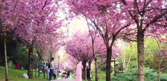 Dikmen Vadisi'nde Sakura Ağaçları Görsel Şöleni Oluşturuyor