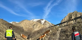 Bayburt'ta kaybolan büyükbaş hayvanlar dron yardımıyla bulundu