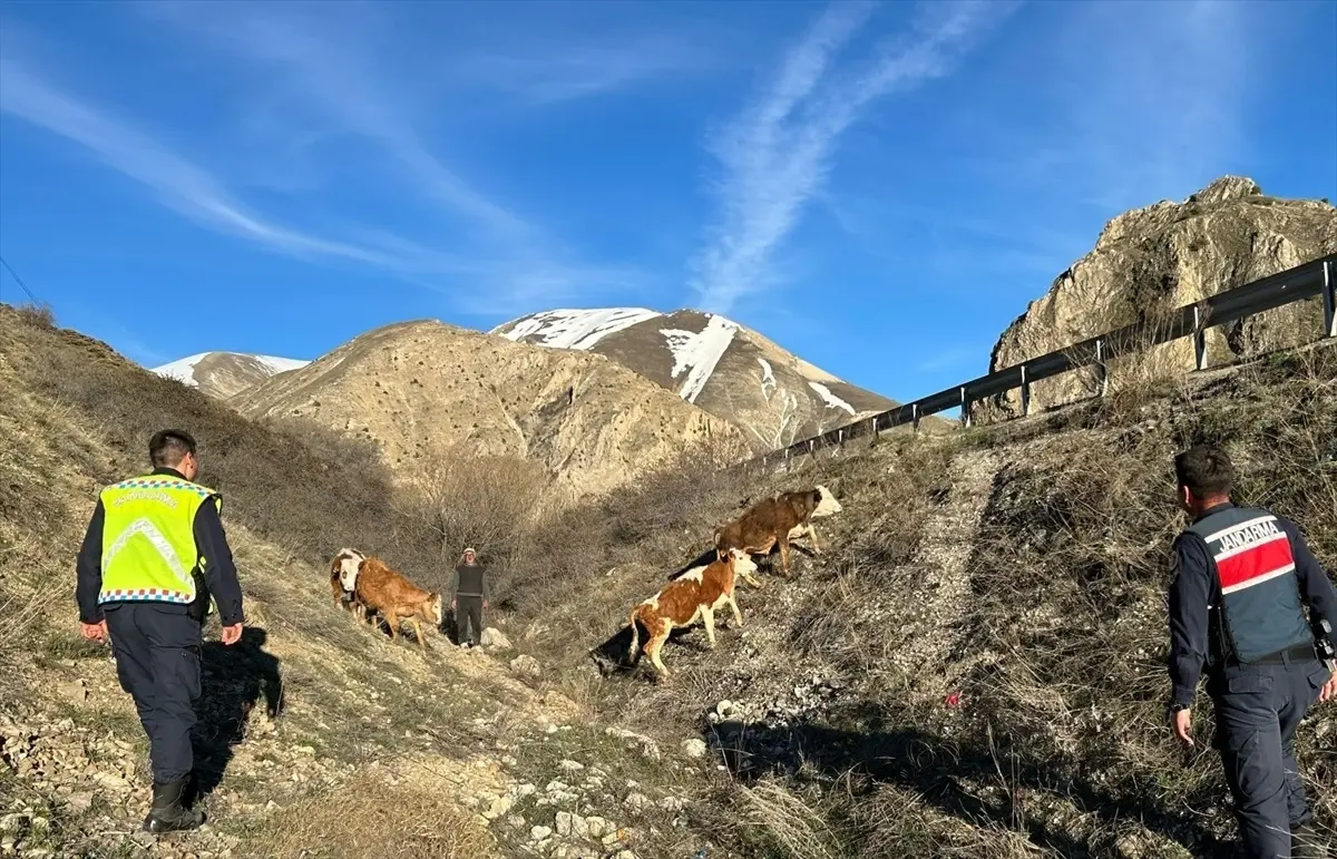 Bayburt\'ta kaybolan büyükbaş hayvanlar dron yardımıyla bulundu