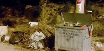 Çöp Karıştıran Yaban Domuzları Şehirde Tur Atıyor