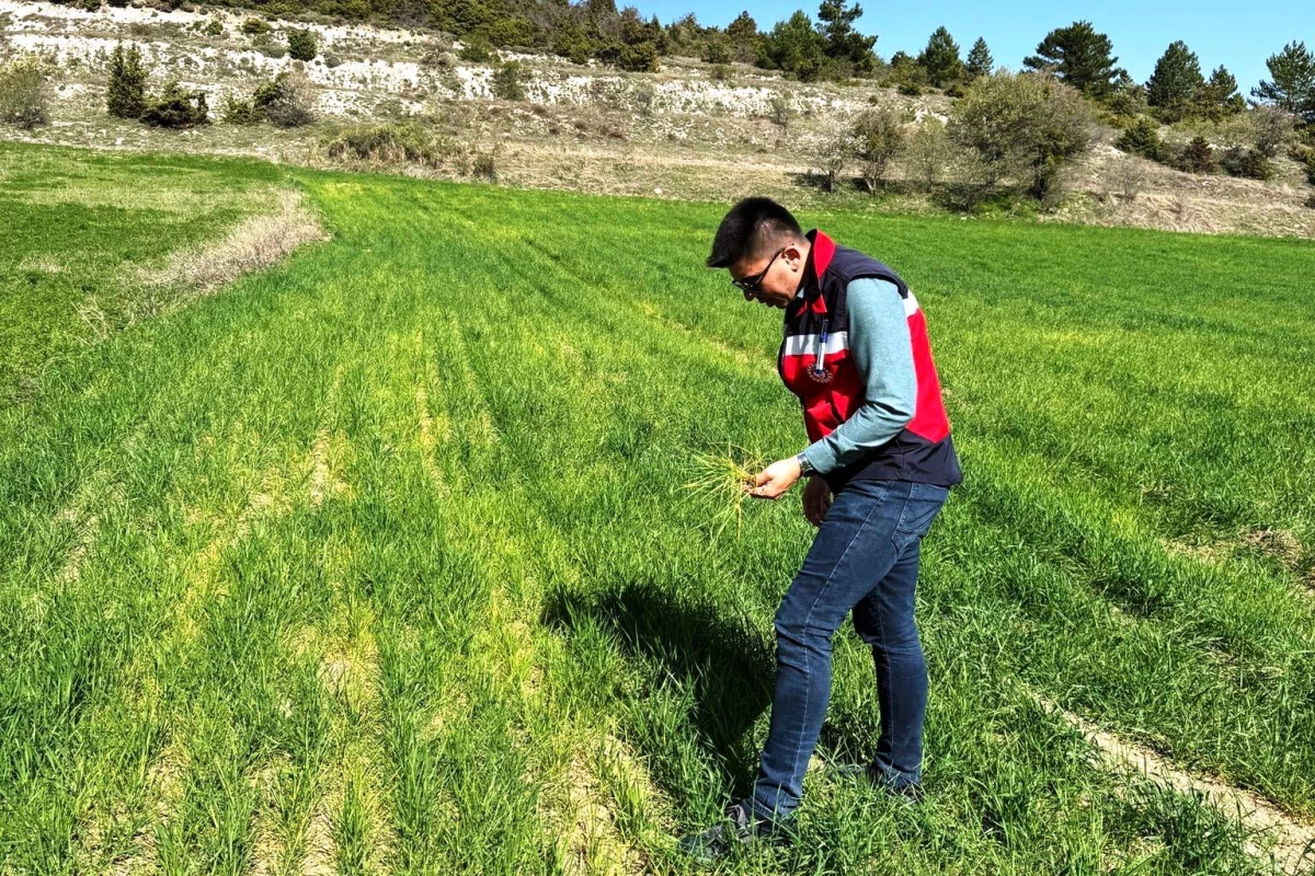 Dumlupınar ilçesinde hububat ekili alanlarda ürün gelişim, hastalık ve zararlı kontrolleri yapılıyor