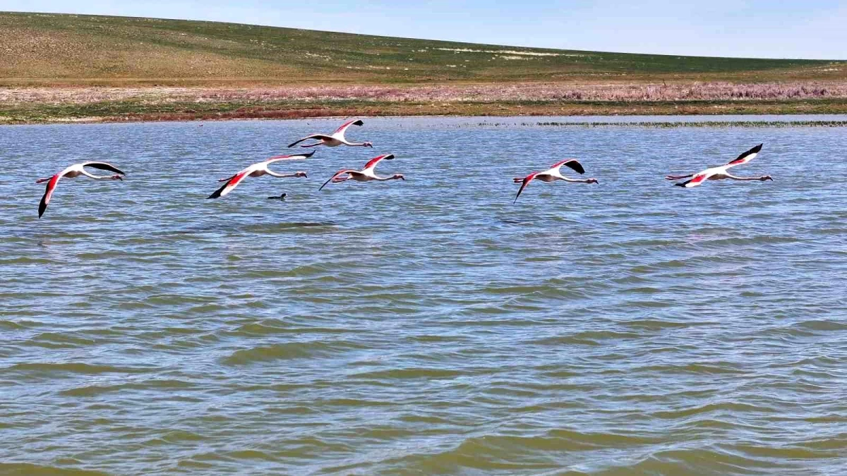 Gölbaşı, göç eden flamingolara ev sahipliği yapıyor