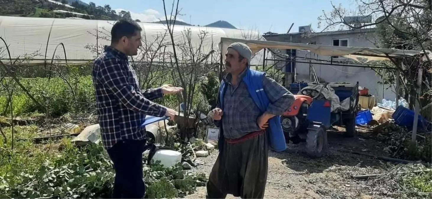 Gazipaşa\'da Hasat Öncesi Pestisit Denetimi Devam Ediyor