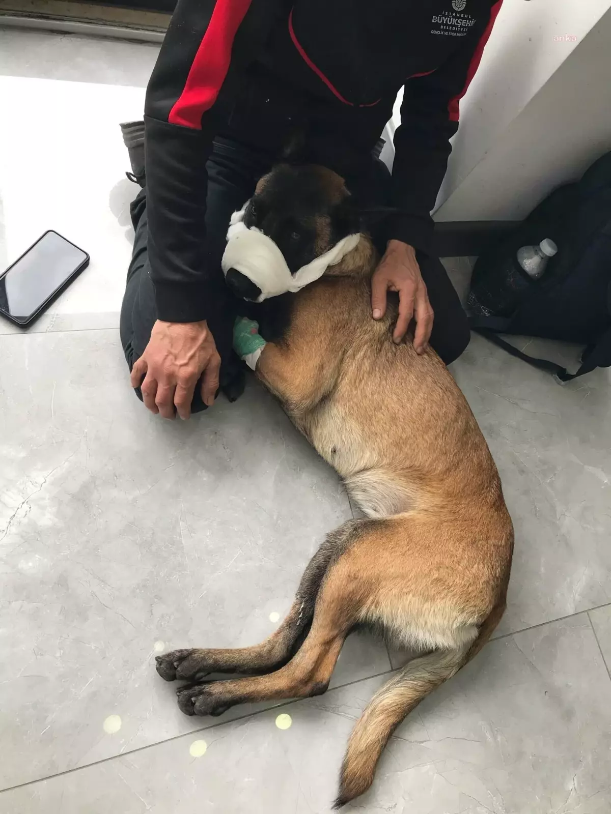 İstanbul Balat\'ta vurulan köpeğin bekçi tarafından ateş edilmesiyle ilgili açıklama