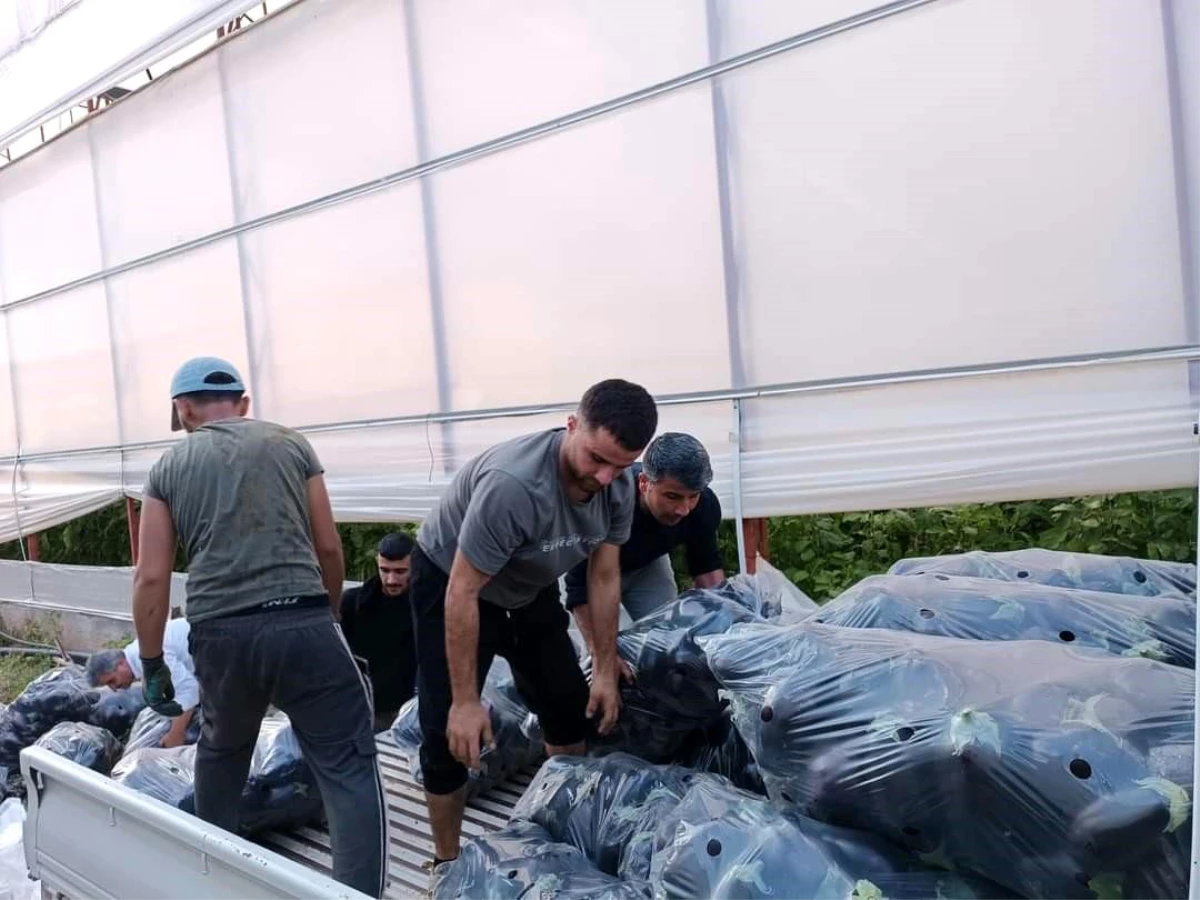 Bayram tatili nedeniyle değerlendirilemeyen sebzeler öğrenci yurtlarına bağışlandı