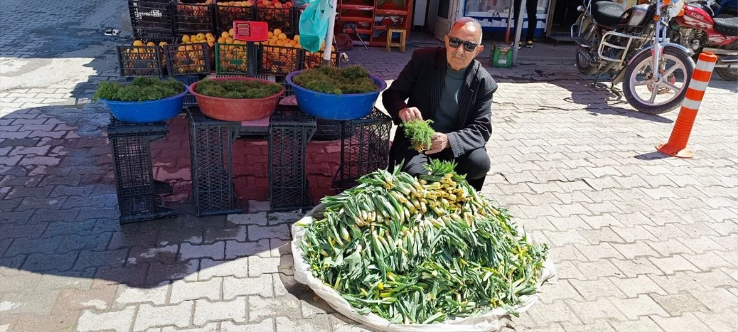 Kağızman\'da çiriş otu toplanıp satışa sunuluyor