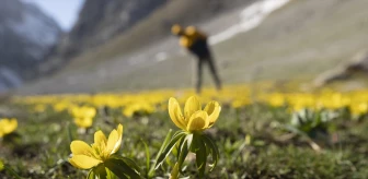 Tunceli Ovacık'ta Bahar Çiçekleri Açtı