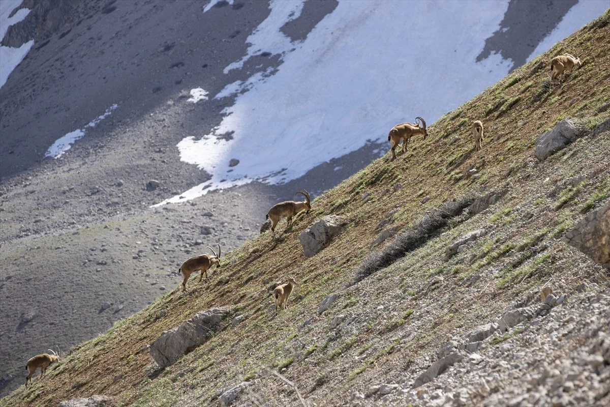 Tunceli\'de koruma altındaki yaban keçileri Munzur Dağları\'nda görüntülendi