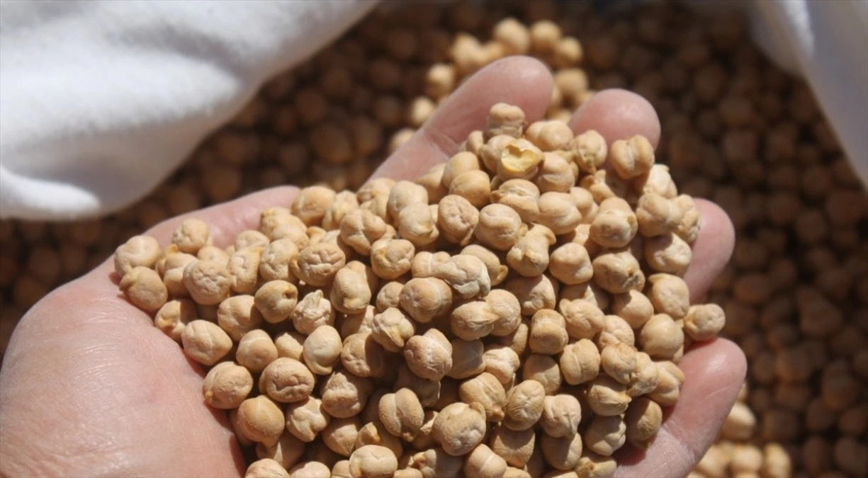 Yozgat\'ta yerli nohut tohumları deneme ekimine alındı