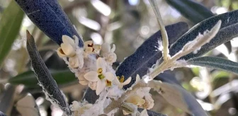 Aydın Tarım ve Orman İl Müdürlüğü Zeytin Güvesi İlaçlaması İçin Uyarıda Bulundu