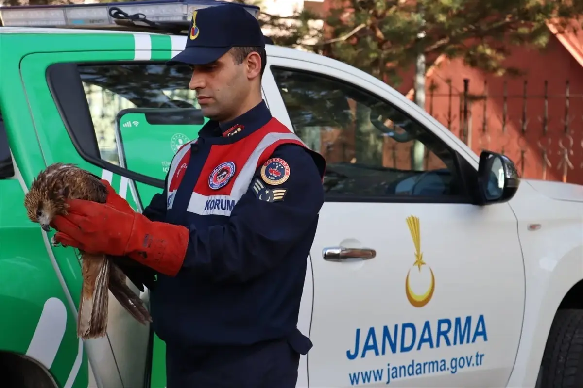 Ağrı\'nın Doğubayazıt ilçesinde yaralı şahin tedavi altına alındı