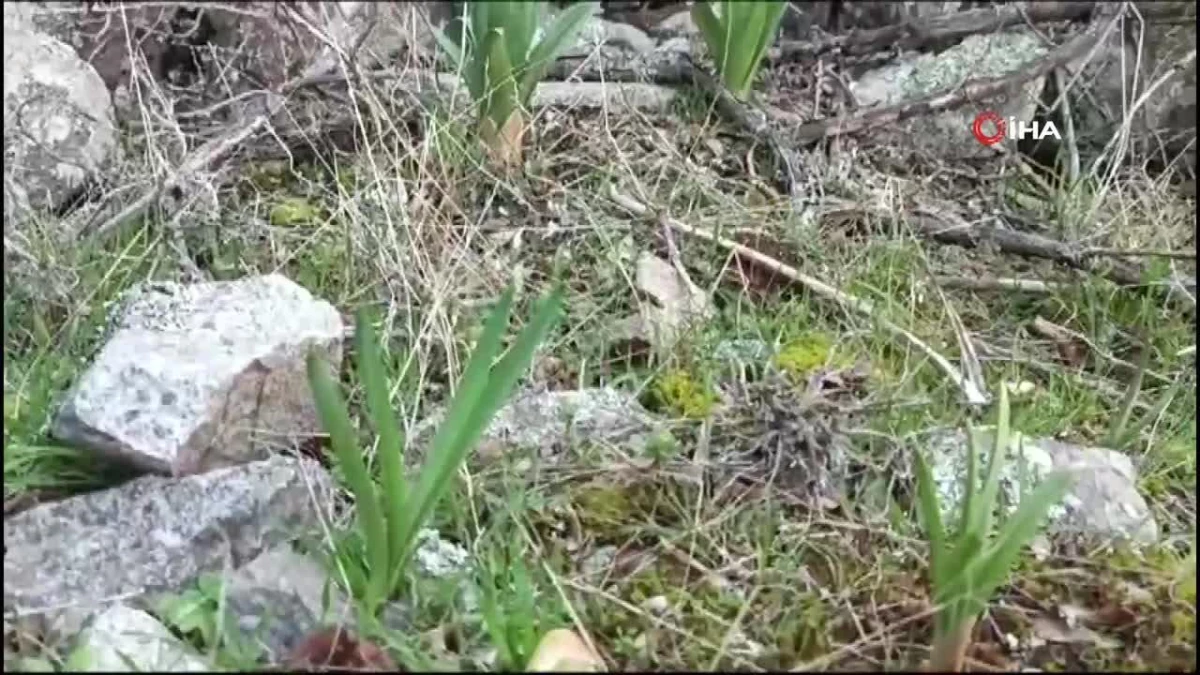 Dağlarda çiriş otu bereketi