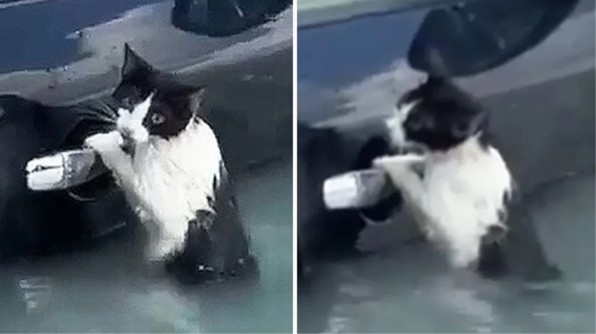 BAE\'de selde mahsur kalan kedi son anda kurtarıldı