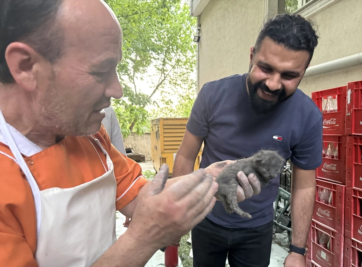 Edirne\'de Yangın Sonrası Mahsur Kalan Yavru Kediler İtfaiye Tarafından Kurtarıldı
