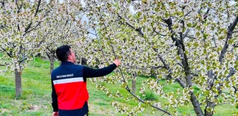 Emet İlçe Tarım ve Orman Müdürlüğü Ürün Hastalık ve Zararlı Kontrolleri Yaptı