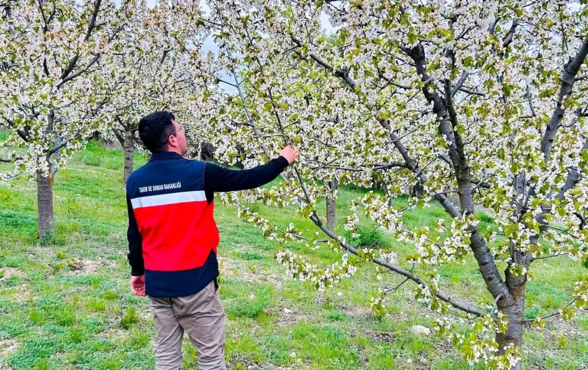 Emet İlçe Tarım ve Orman Müdürlüğü Ürün Hastalık ve Zararlı Kontrolleri Yaptı