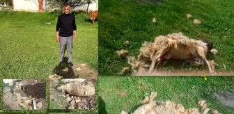 Erzincan'da başıboş köpeklerin saldırısında 7 koyun telef oldu