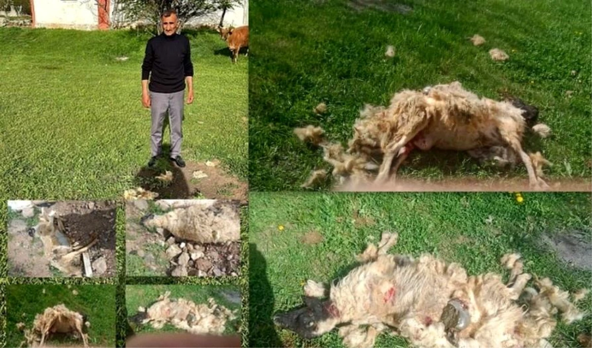 Erzincan\'da başıboş köpeklerin saldırısında 7 koyun telef oldu