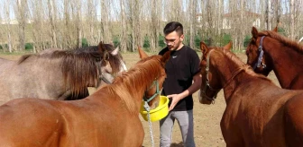 Yozgat'ta geleceğin şampiyon adayı safkan Arap yarış atları yetiştiriliyor