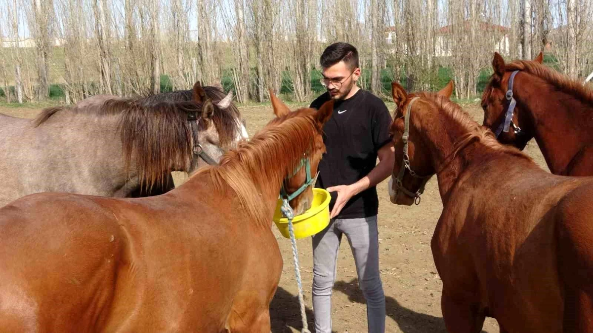 Yozgat\'ta geleceğin şampiyon adayı safkan Arap yarış atları yetiştiriliyor