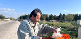 Eskişehir'de Sokak Hayvanları İçin Yemek Dağıtımı Yapan Gönüllü