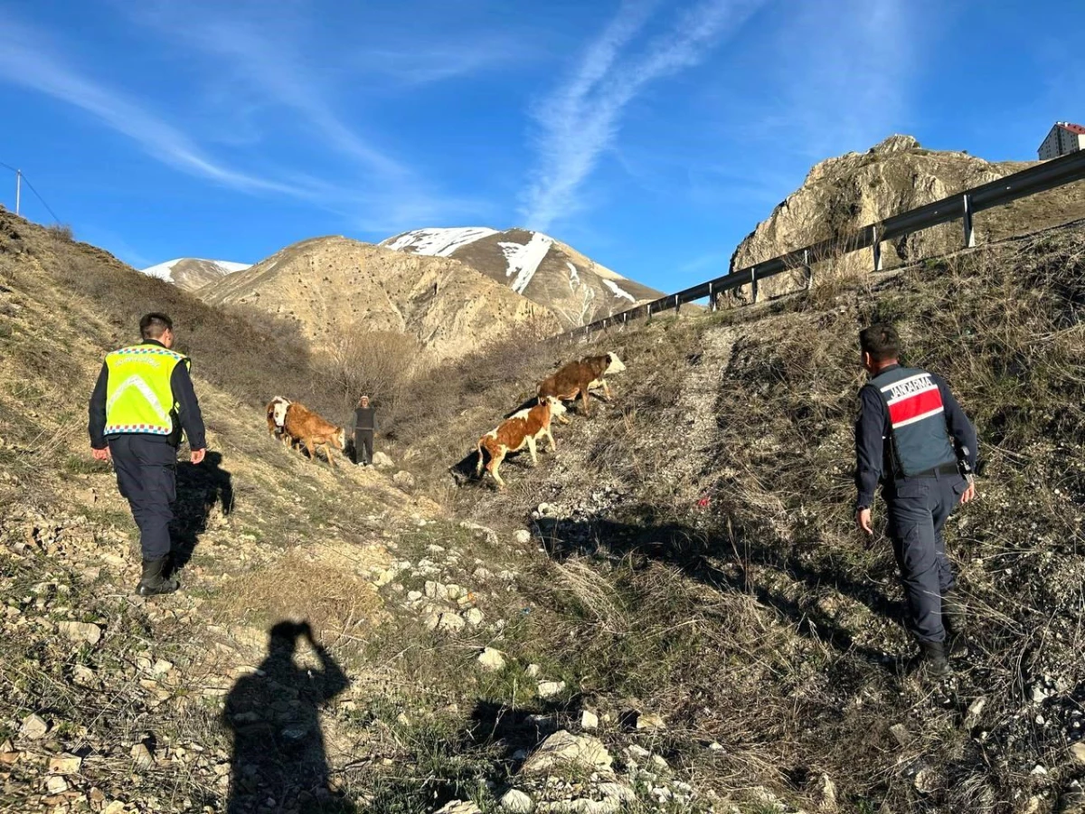 Bayburt\'ta kaybolan büyükbaş hayvanlar drone ile bulundu
