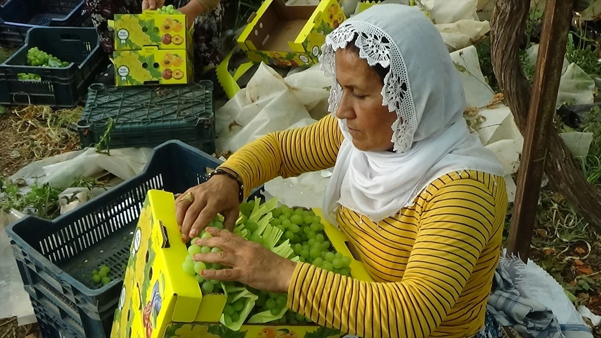 Mersin Erdemli\'de Serada Yetiştirilen Üzümler Hasat Edildi