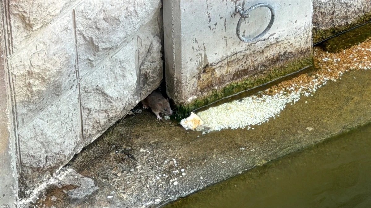 Eskişehir\'de Porsuk Çayı çevresinde farelerin çokluğu endişe yaratıyor