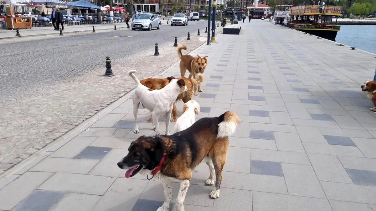 Sinop\'ta başıboş köpekler vatandaşları tedirgin ediyor