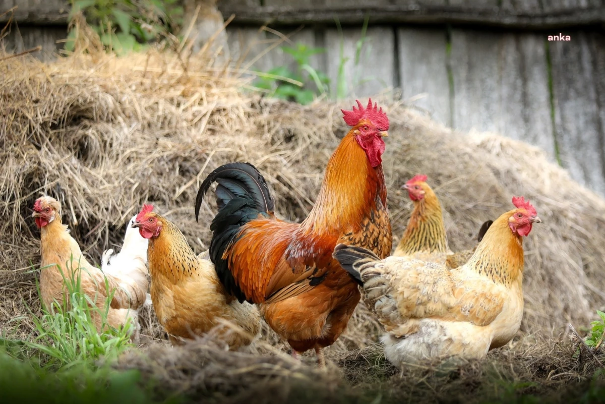Türkiye\'de Tavuk Eti ve Yumurta Üretimi Azaldı