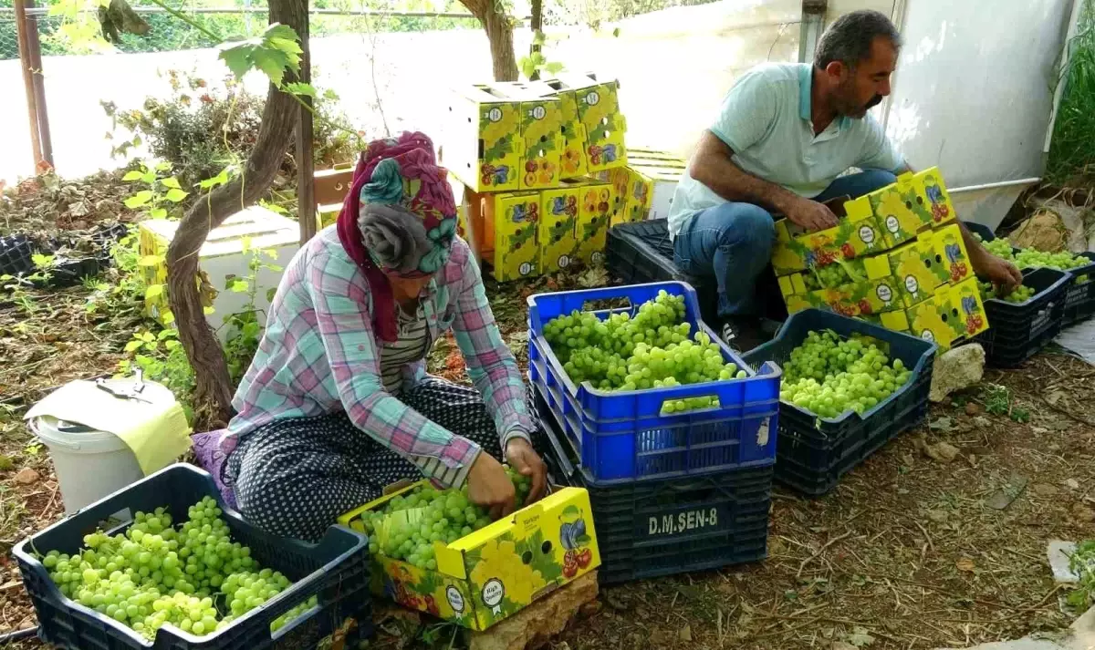 Mersin\'de örtü altında üretilen üzümde hasat başladı