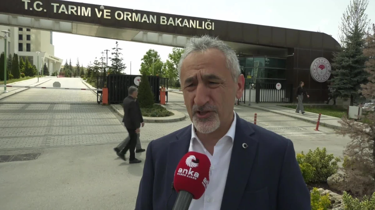 CHP Ordu Milletvekili Mustafa Adıgüzel, Kahverengi Kokarca Böceği İstilasına Dikkat Çekti