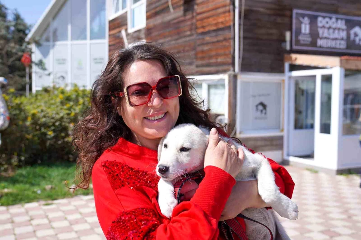 Tepebaşı Belediyesi Doğal Yaşam Merkezi\'nde 3 kedi ve 1 köpek yeni yuvalarına kavuştu