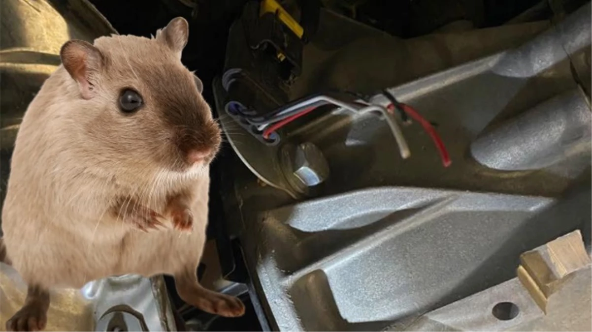 Araç kablolarını kemiren fare, otomobil sahibine 8 bin liralık masraf çıkardı