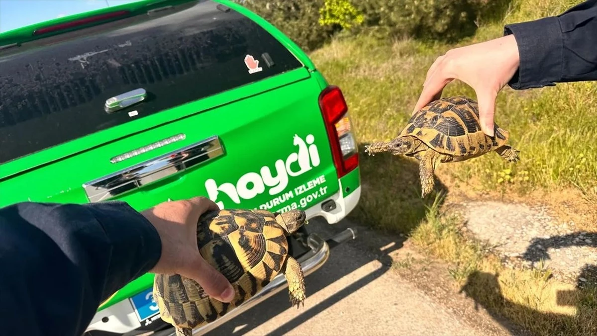 Kırklareli\'nde Jandarma Ekipleri Kaplumbağaları Doğal Yaşam Alanına Bıraktı